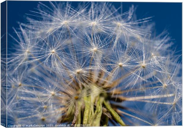 Dandelion Clock in the Sky Canvas Print by Mark Campion