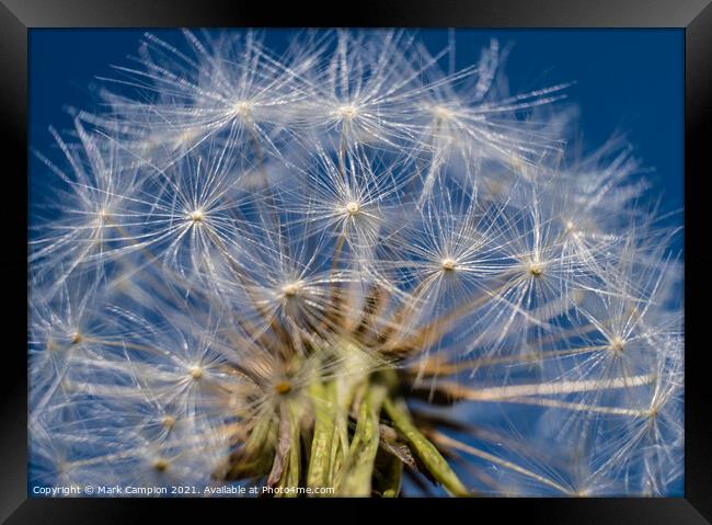 Dandelion Clock in the Sky Framed Print by Mark Campion