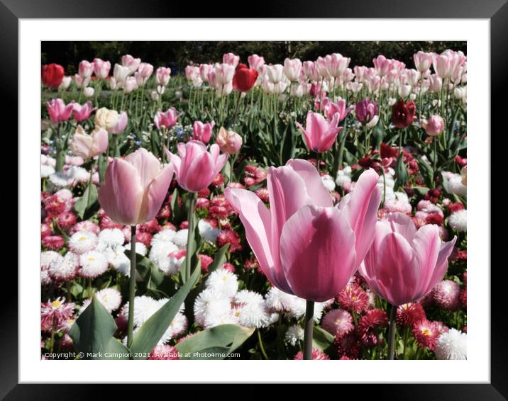 Pink Tulips Framed Mounted Print by Mark Campion