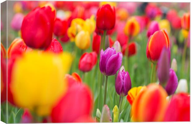 Colorful Tulips in Flower Garden in Spring Canvas Print by Arterra 