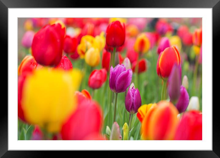 Colorful Tulips in Flower Garden in Spring Framed Mounted Print by Arterra 