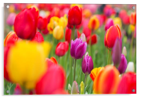 Colorful Tulips in Flower Garden in Spring Acrylic by Arterra 
