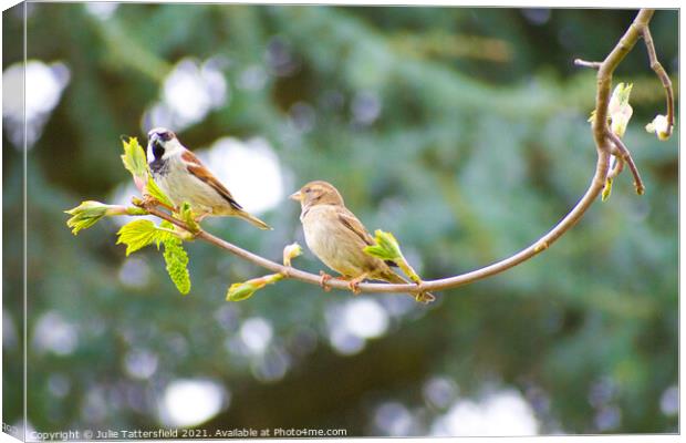 Pair of Sparrows enjoying some lunch Canvas Print by Julie Tattersfield
