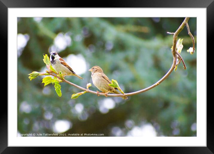 Pair of Sparrows enjoying some lunch Framed Mounted Print by Julie Tattersfield