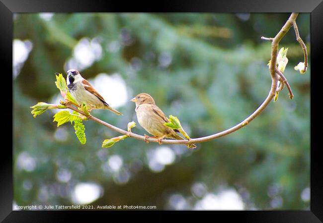 Pair of Sparrows enjoying some lunch Framed Print by Julie Tattersfield