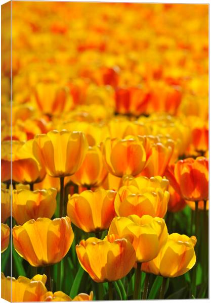 Dutch Orange Tulips Canvas Print by Arterra 