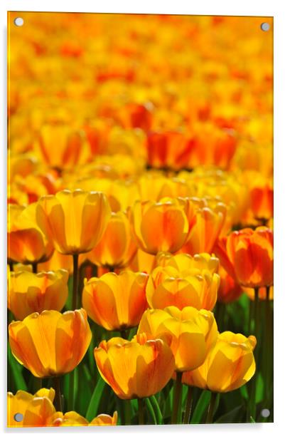 Dutch Orange Tulips Acrylic by Arterra 