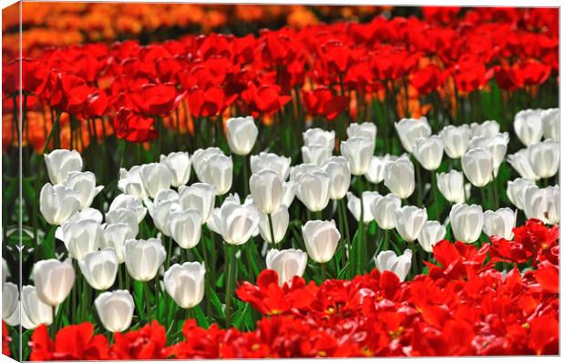 Red and White Tulips in Spring Canvas Print by Arterra 