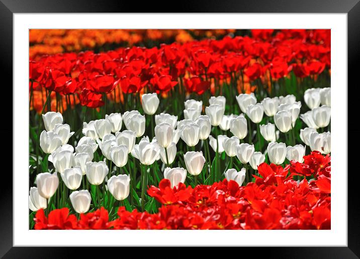 Red and White Tulips in Spring Framed Mounted Print by Arterra 