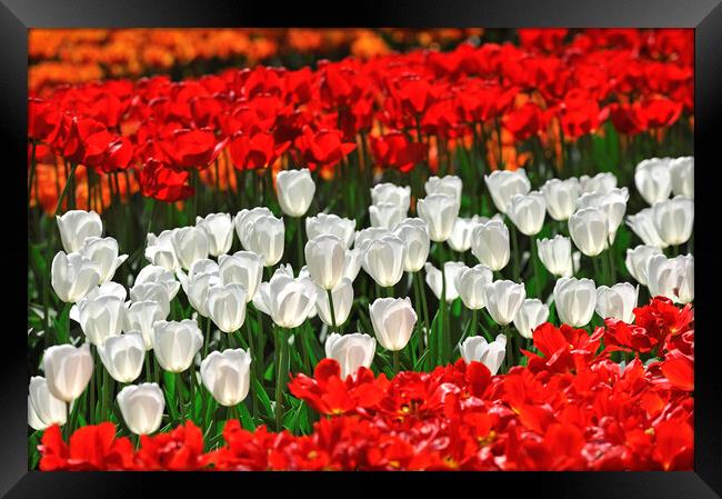 Red and White Tulips in Spring Framed Print by Arterra 