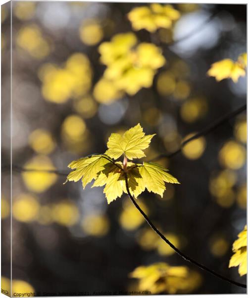  Sunlit Sycamore leaf Canvas Print by Simon Johnson