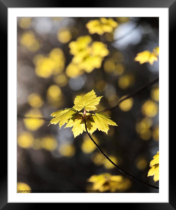  Sunlit Sycamore leaf Framed Mounted Print by Simon Johnson