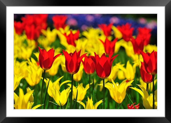 Red and Yellow Tulips in Spring Framed Mounted Print by Arterra 