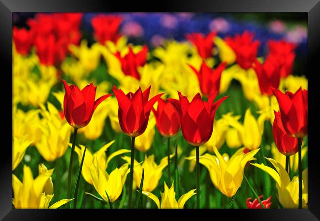 Red and Yellow Tulips in Spring Framed Print by Arterra 