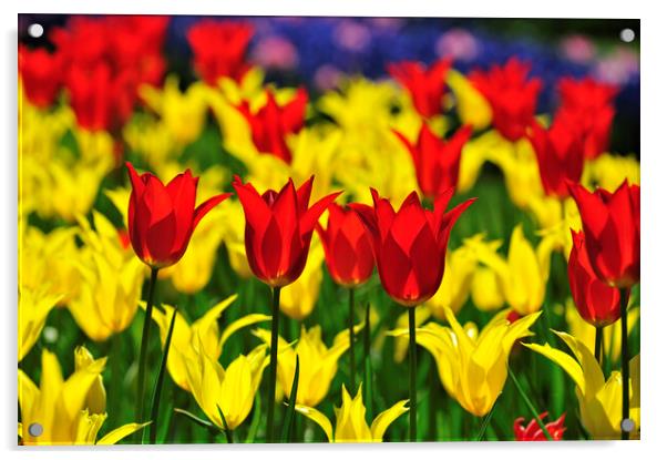 Red and Yellow Tulips in Spring Acrylic by Arterra 