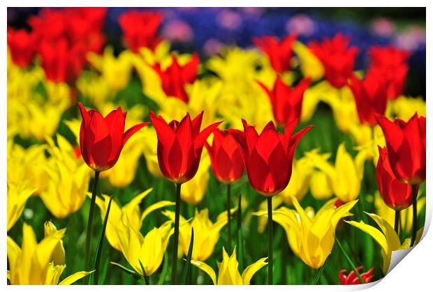 Red and Yellow Tulips in Spring Print by Arterra 