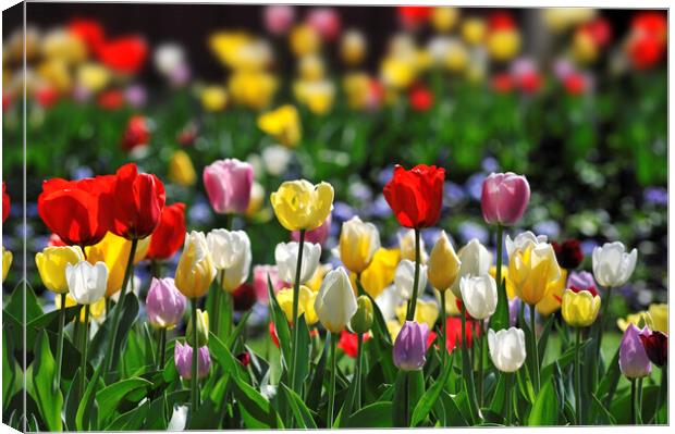 Colourful Tulips in Holland Canvas Print by Arterra 