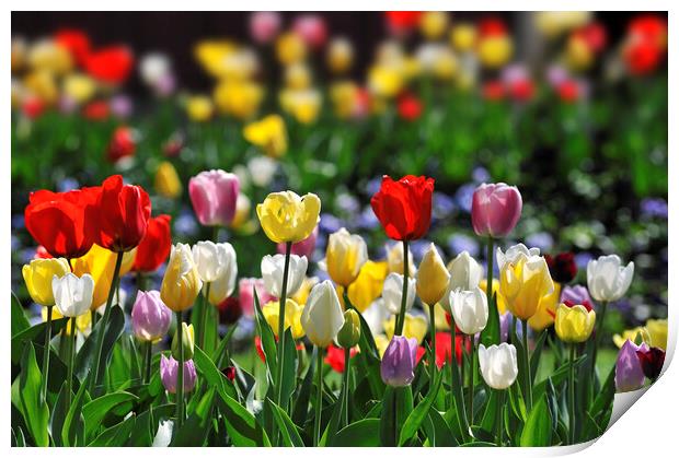 Colourful Tulips in Holland Print by Arterra 