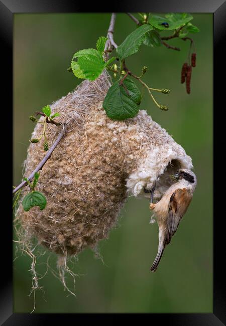 Nesting Penduline Tit Framed Print by Arterra 