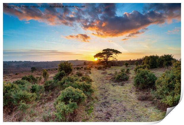 Stunning sunset over a Scots Pine tree at Bratley View Print by Helen Hotson