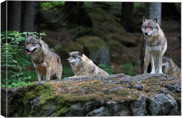 Wolf Pack on Rock in Forest Canvas Print by Arterra 