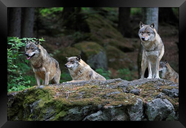 Wolf Pack on Rock in Forest Framed Print by Arterra 