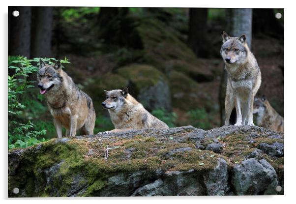 Wolf Pack on Rock in Forest Acrylic by Arterra 