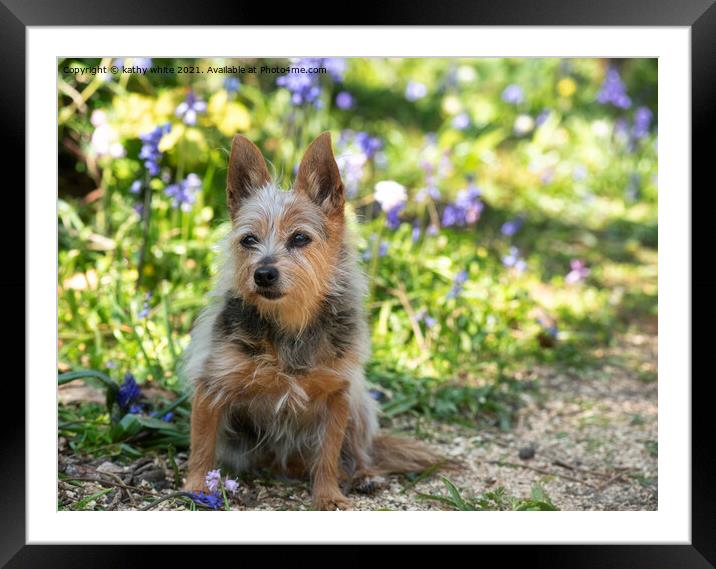 Yorkshire Terrier Dog ,a bluebell field, Framed Mounted Print by kathy white