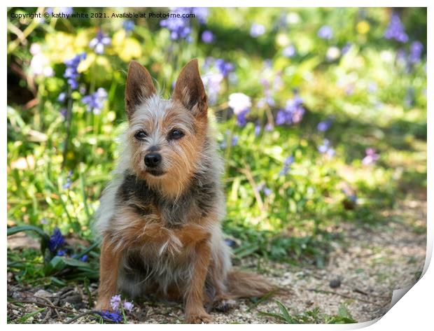 Yorkshire Terrier Dog ,a bluebell field, Print by kathy white