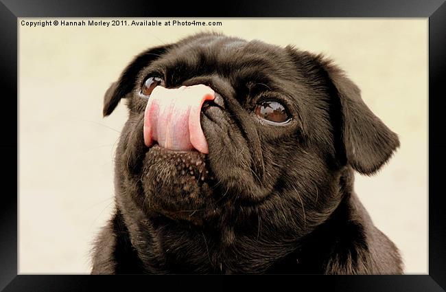 Is My Nose Clean? Framed Print by Hannah Morley