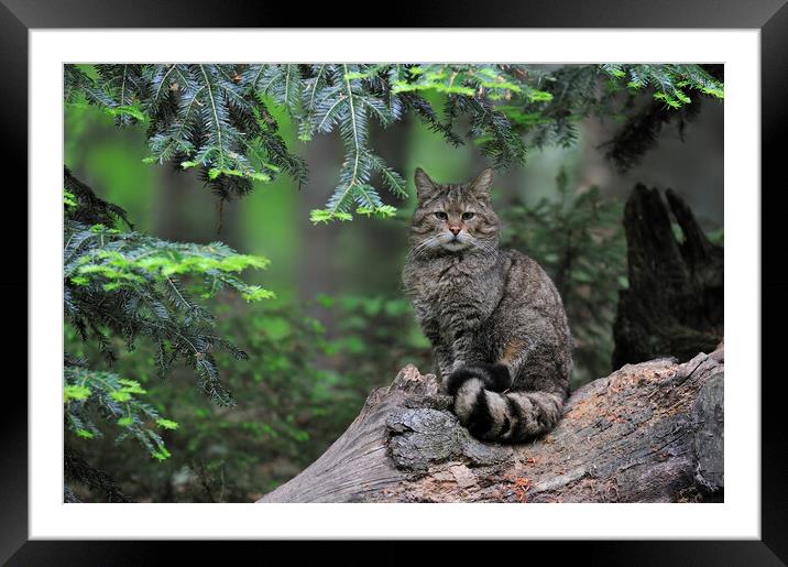 Wild Cat in Pine Forest Framed Mounted Print by Arterra 