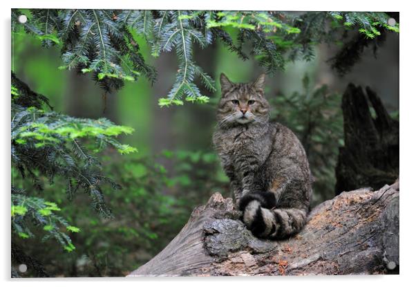 Wild Cat in Pine Forest Acrylic by Arterra 