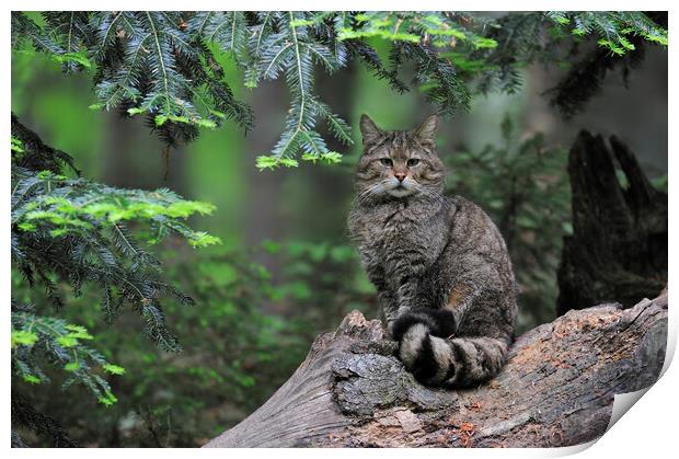 Wild Cat in Pine Forest Print by Arterra 
