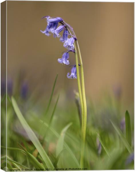 Bluebell coupling Canvas Print by Simon Johnson