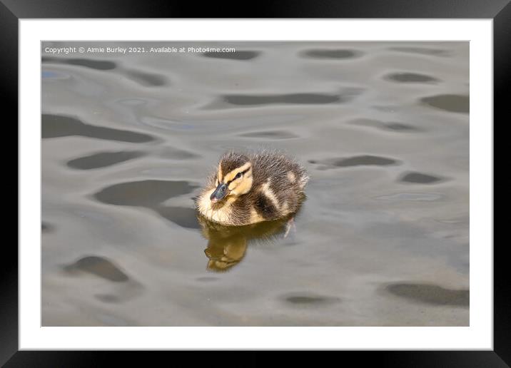 Duckling swimming  Framed Mounted Print by Aimie Burley