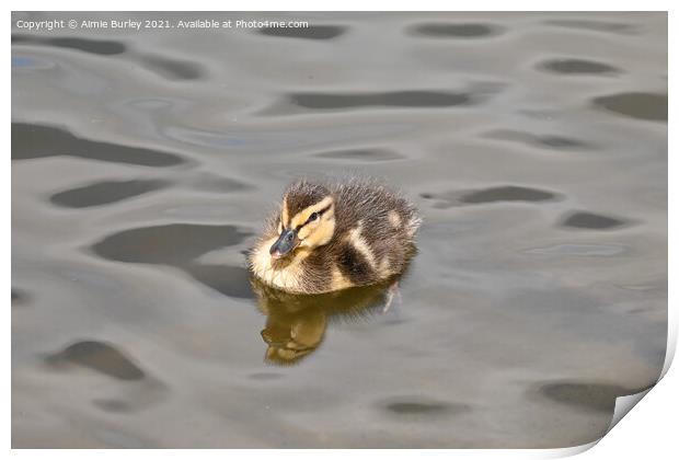 Duckling swimming  Print by Aimie Burley