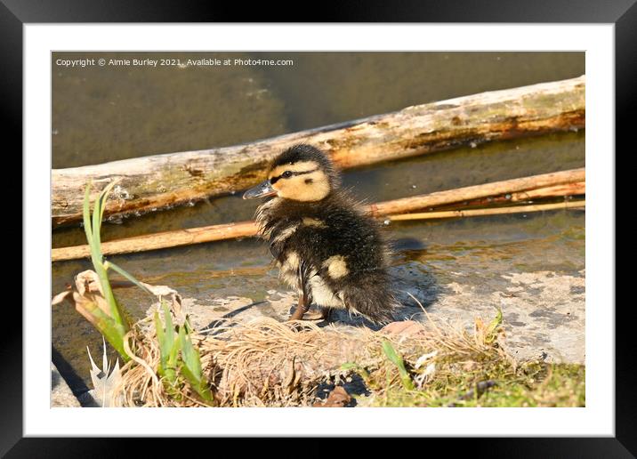 Duckling by the lake Framed Mounted Print by Aimie Burley