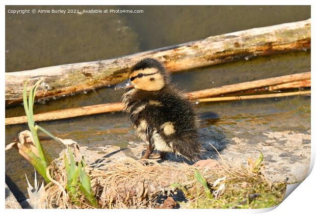 Duckling by the lake Print by Aimie Burley