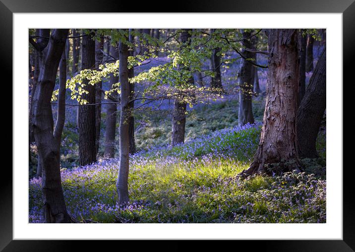 Bluebells at Margam woods  Framed Mounted Print by Leighton Collins