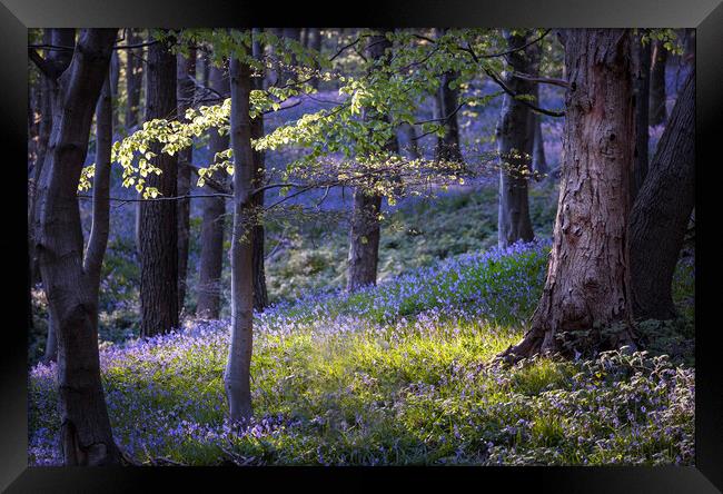 Bluebells at Margam woods  Framed Print by Leighton Collins
