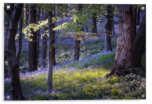Bluebells at Margam woods  Acrylic by Leighton Collins