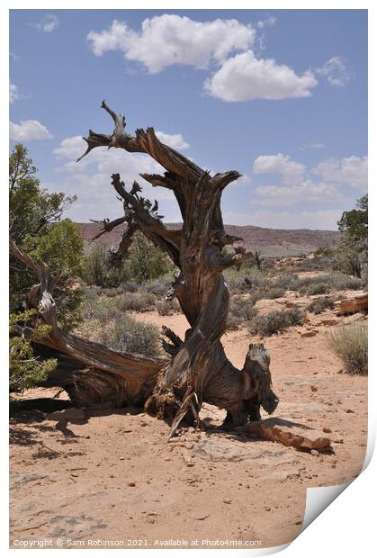 Twisted Tree, Arches National Park Print by Sam Robinson