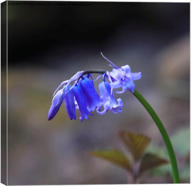 The Solitary Bluebell Canvas Print by Trevor Camp