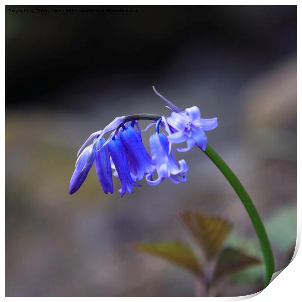 The Solitary Bluebell Print by Trevor Camp