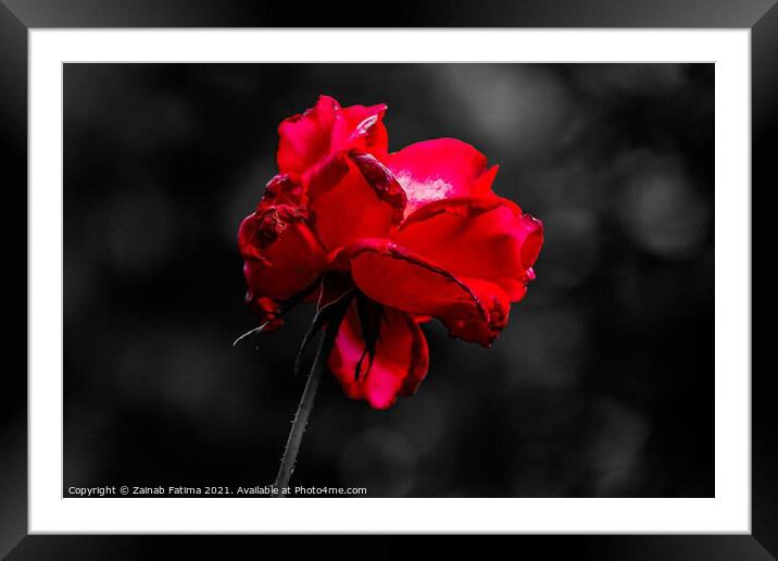 Red Rose Framed Mounted Print by Zainab Fatima