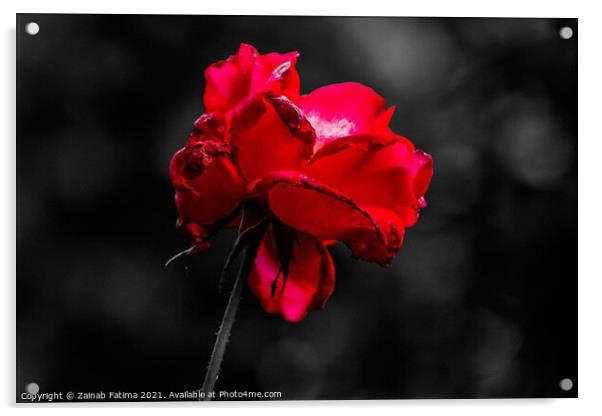 Red Rose Acrylic by Zainab Fatima
