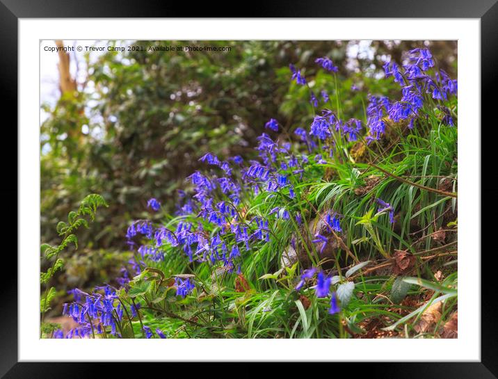 Bluebell Cascade Framed Mounted Print by Trevor Camp