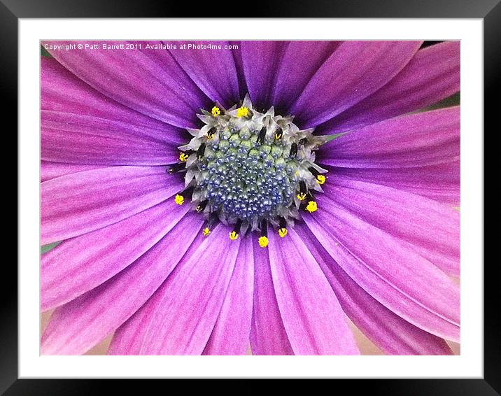 Lavender daisy with blue center Framed Mounted Print by Patti Barrett