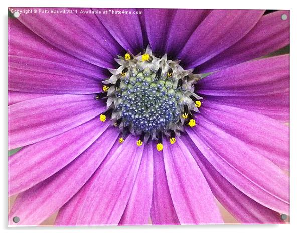 Lavender daisy with blue center Acrylic by Patti Barrett