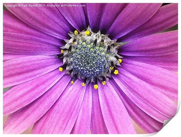 Lavender daisy with blue center Print by Patti Barrett